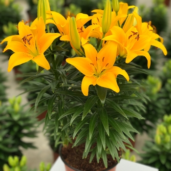 Lilium 'Tiny Bee' Asiatic 