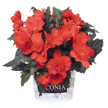 Begonia 'I'Conia Red'