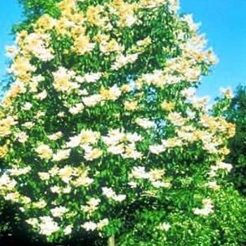 Syringa reticulata ‘Summer Charm’