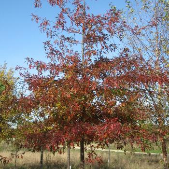 Quercus ellipsoidalis 