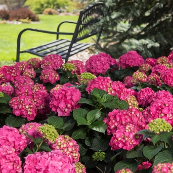 Bigleaf Hydrangea