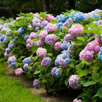 Hydrangea macrophylla