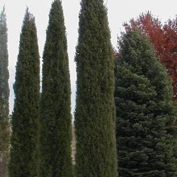 Juniperus virginiana ' 'Taylor''