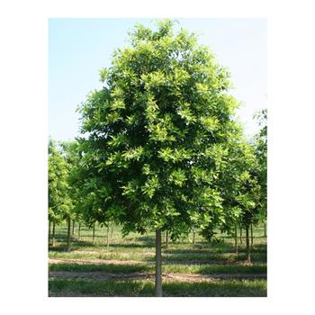 Quercus palustris
