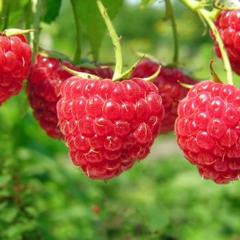 Raspberry 
