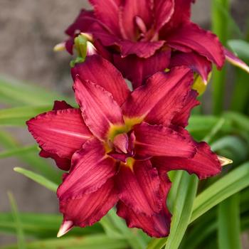 Hemerocallis 