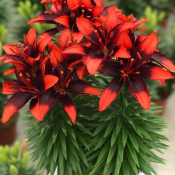 Lilium asiaticum (Asiatic Lily)