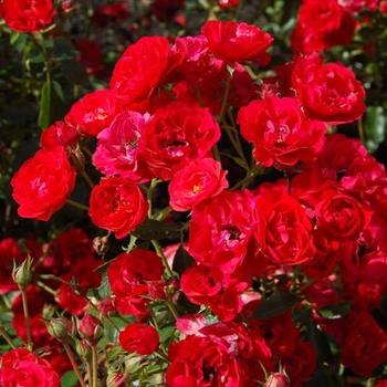 Shrub Roses