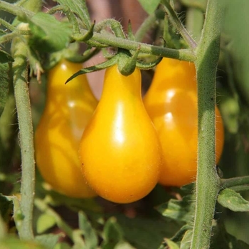 Tomato 