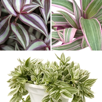 Tradescantia 