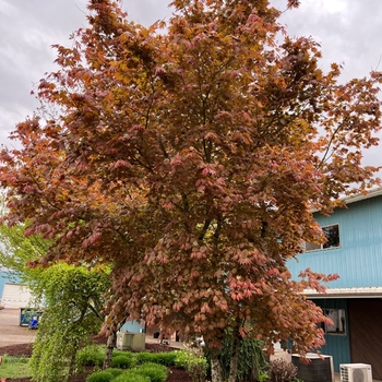 Acer pseudosieboldianum x palmatum 'Hasselkus' 