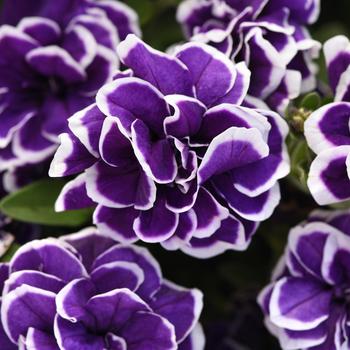Petunia