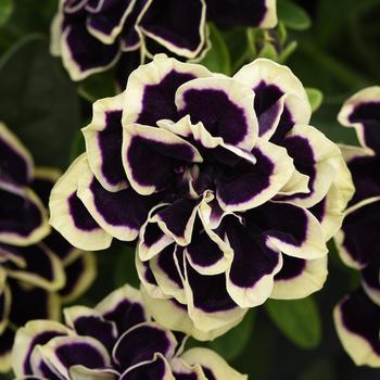 Petunia