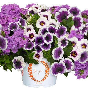 Confetti Garden Calibrachoa