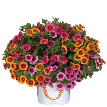 Confetti Garden Calibrachoa