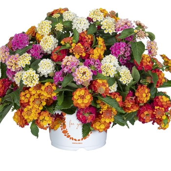 Confetti Garden Multiliner