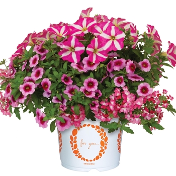 Confetti Garden Calibrachoa