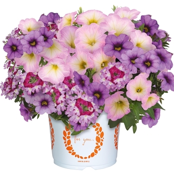 Confetti Garden Calibrachoa