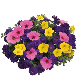 Confetti Garden Calibrachoa