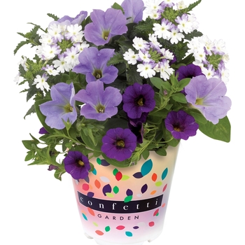 Confetti Garden Calibrachoa