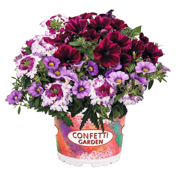 Confetti Garden Calibrachoa