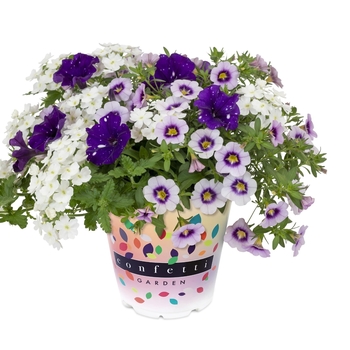 Confetti Garden Calibrachoa