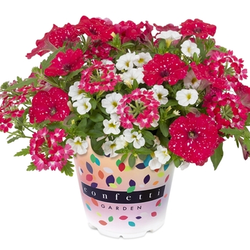 Confetti Garden Calibrachoa
