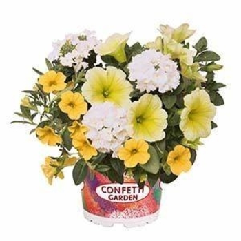 Confetti Garden Calibrachoa