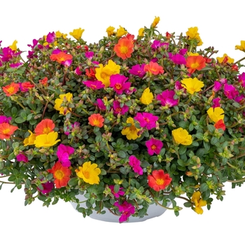 Confetti Garden 