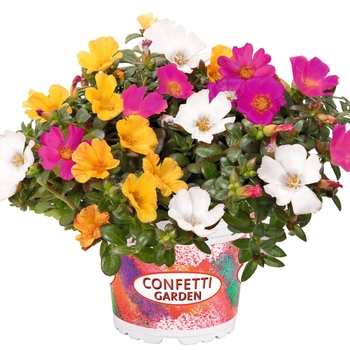 Confetti Garden 