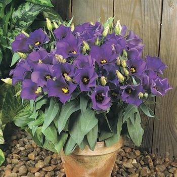 Eustoma grandiflorum 
