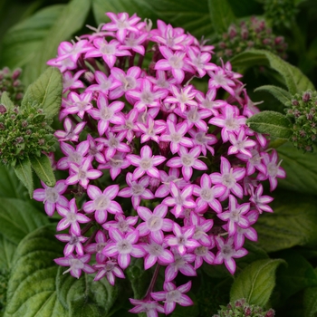 Pentas lanceolata 