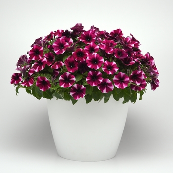Petunia 