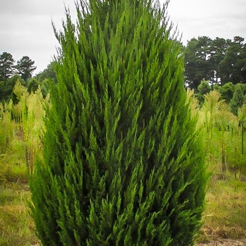 Juniperus chinensis
