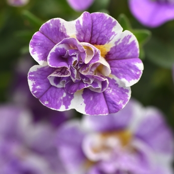 Calibrachoa x hybrida 