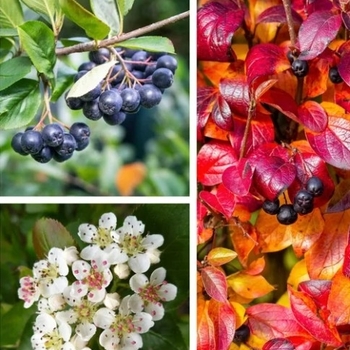 Aronia melanocarpa elata