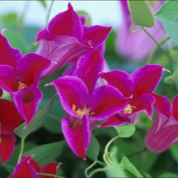 Clematis 