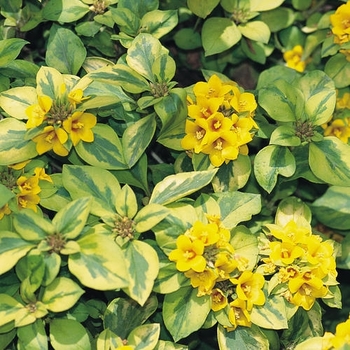 Lysimachia Con Varigated