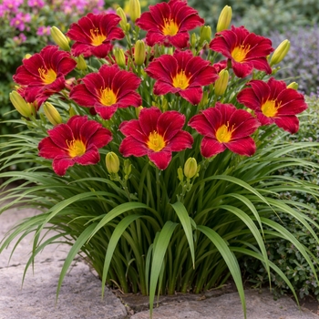 Hemerocallis 