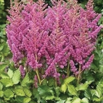 Astilbe chinensis 'Visions in Pink'