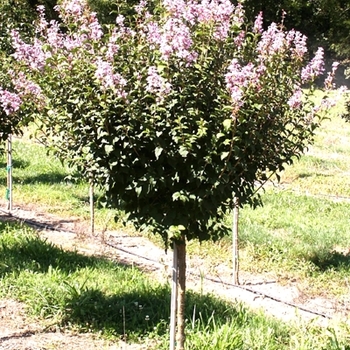 Syringa pekinensis