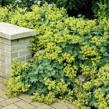 Alchemilla mollis