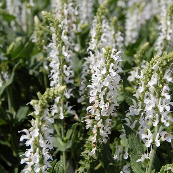 Salvia nemerosa 'Sensation™ White'
