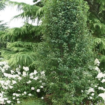 Amelanchier alnifolia