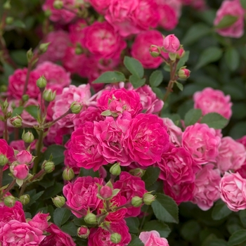 Rosa hybrid