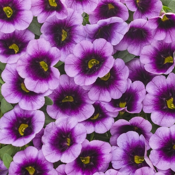 Calibrachoa 