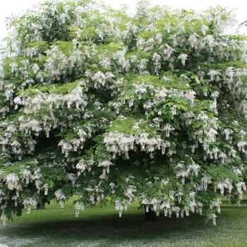 Cladrastis kentukea