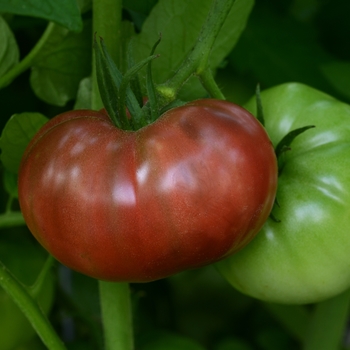 Lycopersicon esculentum 'Cherokee Carbon' (Beefsteak Tomato)