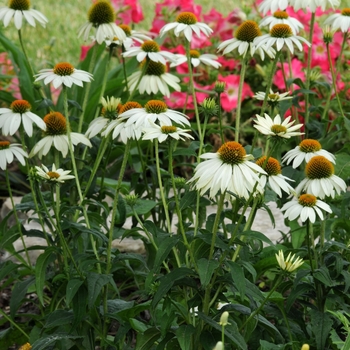 Echinacea purpurea 'PowWow' White