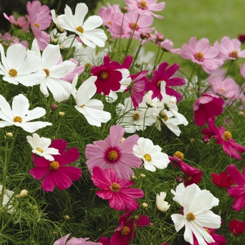 Cosmos bipinnatus